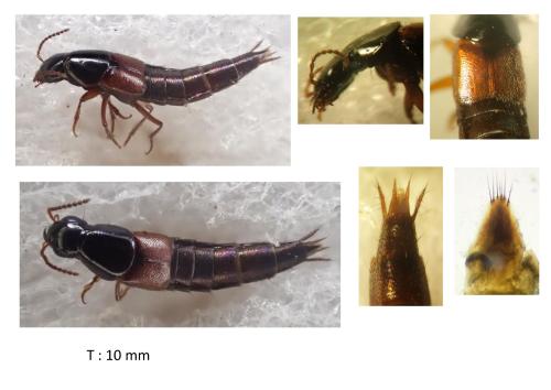 Quedius picipes